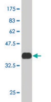 ANTI-MEF2A antibody produced in mouse clone 2F10, purified immunoglobulin, buffered aqueous solution