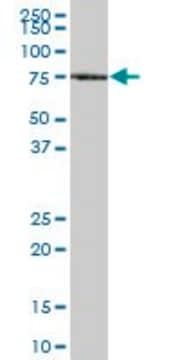 Anti-XPNPEP1 antibody produced in mouse purified immunoglobulin, buffered aqueous solution