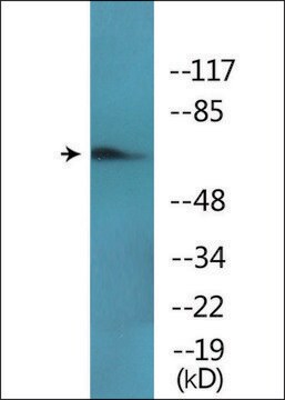 Anti-phospho-Paxillin (pTyr118) antibody produced in rabbit affinity isolated antibody