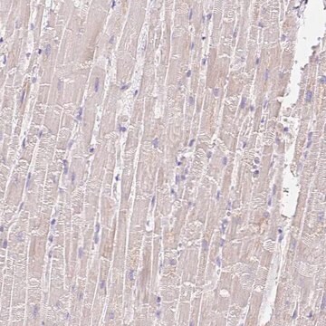 Anti-COPZ2 antibody produced in rabbit Prestige Antibodies&#174; Powered by Atlas Antibodies, affinity isolated antibody, buffered aqueous glycerol solution