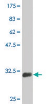 Monoclonal Anti-SLC2A4, (C-terminal) antibody produced in mouse clone 1F12, purified immunoglobulin, buffered aqueous solution