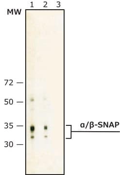 Anti-&#945;/&#946;-SNAP (140-157) antibody produced in rabbit IgG fraction of antiserum, buffered aqueous solution