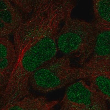 Anti-Ovol3 Antibody Produced In Rabbit Prestige Antibodies&#174; Powered by Atlas Antibodies, affinity isolated antibody, buffered aqueous glycerol solution