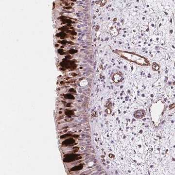 Anti-ANKUB1 antibody produced in rabbit Prestige Antibodies&#174; Powered by Atlas Antibodies, affinity isolated antibody, buffered aqueous glycerol solution