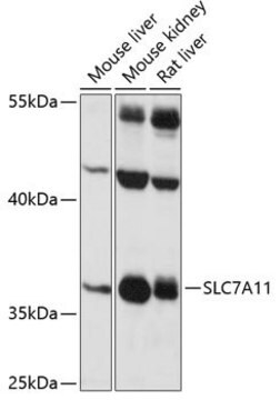 Anti-SLC7A11 antibody produced in rabbit