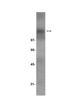 Anti-TrkC Antibody Upstate&#174;, from goat