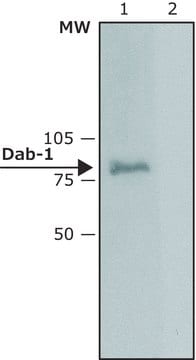 Anti-Dab1 (C-terminal) ~1&#160;mg/mL, affinity isolated antibody, buffered aqueous solution