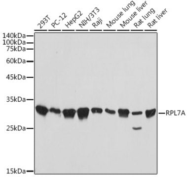 Anti-RPL7A Antibody, clone 4I8Y6, Rabbit Monoclonal