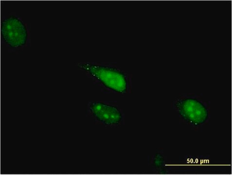 Monoclonal Anti-CDC23 antibody produced in mouse clone 1F3, purified immunoglobulin, buffered aqueous solution