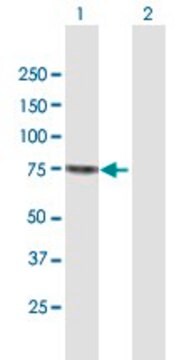 Anti-SENP2 antibody produced in mouse purified immunoglobulin, buffered aqueous solution