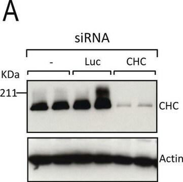 Anti-&#946;-Actin&#8722;Peroxidase antibody, Mouse monoclonal clone AC-15, purified from hybridoma cell culture