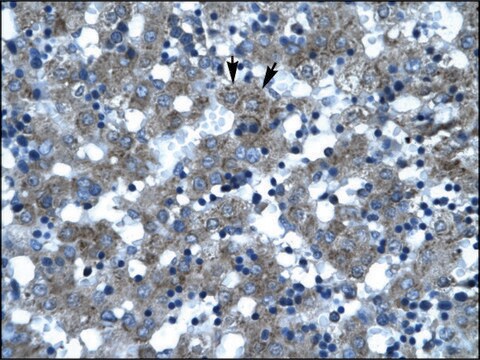 Anti-SUPT3H antibody produced in rabbit IgG fraction of antiserum