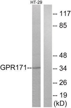 Anti-GPR171 antibody produced in rabbit affinity isolated antibody