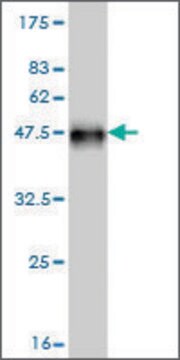 Monoclonal Anti-NEK5 antibody produced in mouse clone 2F1, purified immunoglobulin, buffered aqueous solution