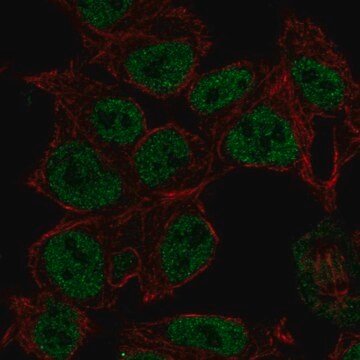 Anti-SYN2 antibody produced in rabbit Prestige Antibodies&#174; Powered by Atlas Antibodies, affinity isolated antibody