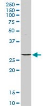 Anti-STK16 antibody produced in rabbit purified immunoglobulin, buffered aqueous solution