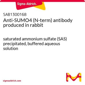 Anti-SUMO4 (N-term) antibody produced in rabbit saturated ammonium sulfate (SAS) precipitated, buffered aqueous solution