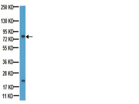 Anti-BCRP Antibody, clone BXP-21 culture supernatant, clone BXP-21, Chemicon&#174;