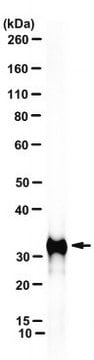 Anti-STOM Antibody, clone GARP-50