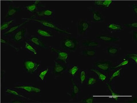 Monoclonal Anti-MT2A antibody produced in mouse clone 6G2, purified immunoglobulin, buffered aqueous solution