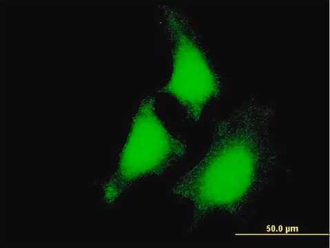 Monoclonal Anti-MAP2K5 antibody produced in mouse clone 1E5, purified immunoglobulin, buffered aqueous solution