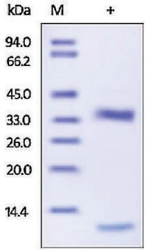 Cathepsin L1 human recombinant, expressed in HEK 293 cells, &#8805;98% (SDS-PAGE)