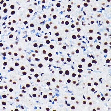 Anti-TDP-43/TARDB antibody produced in rabbit