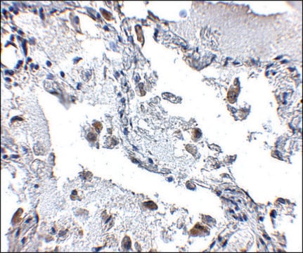 Anti-SH3BP4 antibody produced in rabbit affinity isolated antibody, buffered aqueous solution