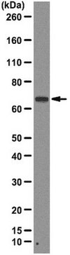 Anti-PRMT5 Antibody, clone 23C7 clone 23C7, from mouse