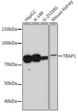 Anti-TRAP1 Antibody, clone 1L8C1, Rabbit Monoclonal