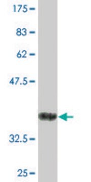 Monoclonal Anti-CD84 antibody produced in mouse clone 3G10, purified immunoglobulin, buffered aqueous solution