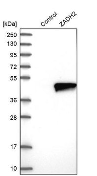 Anti-ZADH2 antibody produced in rabbit Prestige Antibodies&#174; Powered by Atlas Antibodies, affinity isolated antibody, buffered aqueous glycerol solution