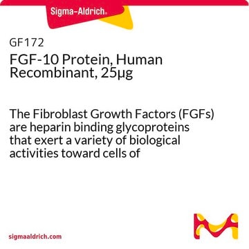 FGF-10-Protein, human rekombinant, 25&nbsp;&#181;g The Fibroblast Growth Factors (FGFs) are heparin binding glycoproteins that exert a variety of biological activities toward cells of mesenchymal, neuronal &amp; epithelial origin.