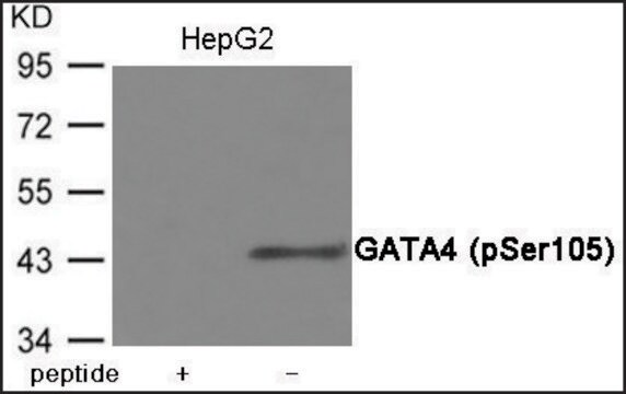 Anti-phospho-GATA4 (pSer105) antibody produced in rabbit affinity isolated antibody