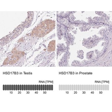 Anti-HSD17B3 antibody produced in rabbit Prestige Antibodies&#174; Powered by Atlas Antibodies, affinity isolated antibody, buffered aqueous glycerol solution