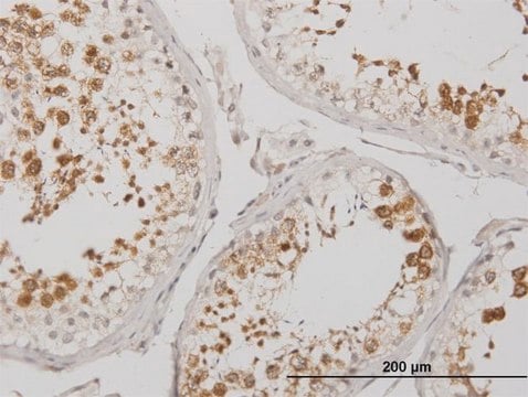 Monoclonal Anti-BOLL antibody produced in mouse clone 2E8, purified immunoglobulin, buffered aqueous solution