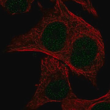 Anti-MSC antibody produced in rabbit Prestige Antibodies&#174; Powered by Atlas Antibodies, affinity isolated antibody