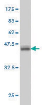 Monoclonal Anti-ATP6AP1 antibody produced in mouse clone 3A2, purified immunoglobulin, buffered aqueous solution