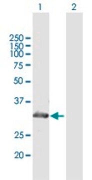 Anti-MYOZ2 antibody produced in mouse purified immunoglobulin, buffered aqueous solution