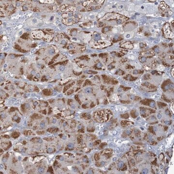 Anti-C3orf18 antibody produced in rabbit Prestige Antibodies&#174; Powered by Atlas Antibodies, affinity isolated antibody, buffered aqueous glycerol solution