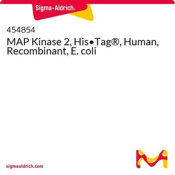 MAP Kinase 2, His&#8226;Tag&#174;, Human, Recombinant, E. coli