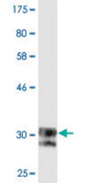 Monoclonal Anti-SCN11A, (C-terminal) antibody produced in mouse clone 2B10, purified immunoglobulin, buffered aqueous solution