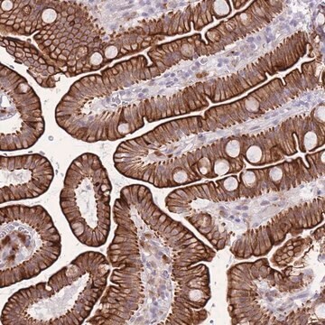 Anti-MEIS3 antibody produced in rabbit Prestige Antibodies&#174; Powered by Atlas Antibodies, affinity isolated antibody, buffered aqueous glycerol solution