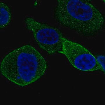 Anti-STXBP2 antibody produced in rabbit Prestige Antibodies&#174; Powered by Atlas Antibodies, affinity isolated antibody