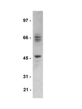 Anticorps anti-STEP, clone&nbsp;23E5 clone 23E5, Upstate&#174;, from mouse