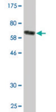 Monoclonal Anti-TUFM, (C-terminal) antibody produced in mouse clone 1A2, purified immunoglobulin, buffered aqueous solution