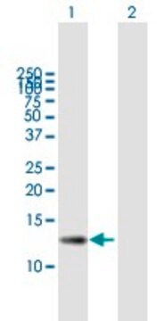 ANTI-ZSWIM7 antibody produced in mouse purified immunoglobulin, buffered aqueous solution