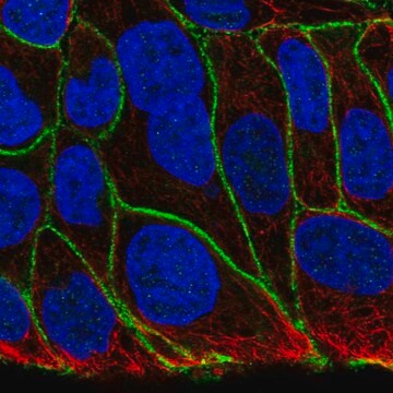 Anti-KIAA1522 antibody produced in rabbit Prestige Antibodies&#174; Powered by Atlas Antibodies, affinity isolated antibody