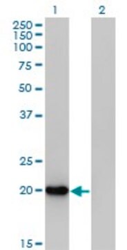 Anti-FTH1 antibody produced in mouse purified immunoglobulin, buffered aqueous solution