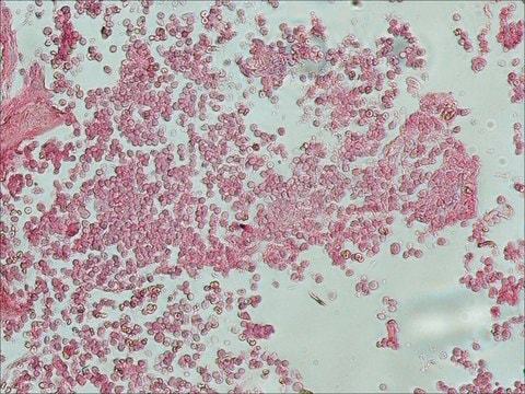 抗-兔IgG（全分子）-碱性磷酸酶 兔抗 affinity isolated antibody, buffered aqueous glycerol solution